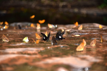 Beautiful of butterflies in forest