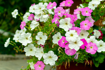 petunia flower in various colors in a garden in spring season