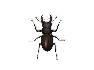 illustration of stag beetle