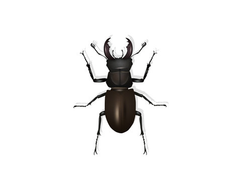 illustration of stag beetle