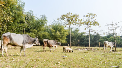 Naklejka na ściany i meble Cattle grazing in field. A typical dairy farm land in rural Bengal, North East India depicting simple rural life. An Village View of Rural India. Bethuadahari, Nadia, West Bengal, India.