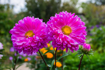 Asters flowers. Asters bloom in the garden. Flowers aster close up. Soft selective focus.