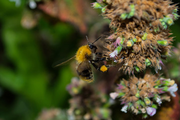 Bee on a fading leatrice pollinates a flower. Macro photography of flowers and insects. Bee closeup. Soft selective focus.
