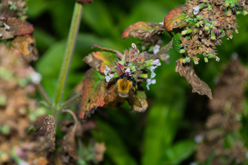 Bee on a fading leatrice pollinates a flower. Macro photography of flowers and insects. Bee closeup. Soft selective focus.