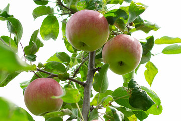 Colorful outdoor shot containing a bunch of red apples on a branch ready to be harvested