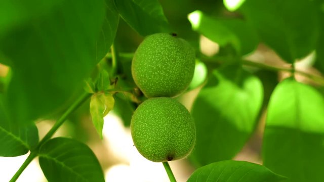 green walnuts on a tree branch