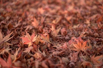 赤い紅葉の葉 日本の秋 もみじ Japanese Autumn leaves