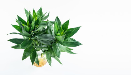 A pot of green hydroponic plant rich bamboo on a white background