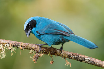 Turquoise Jay - Cyanolyca turcosa, beautiful blue jay from Andean slopes, Guango Lodge, Ecuador.