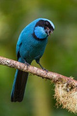 Turquoise Jay - Cyanolyca turcosa, beautiful blue jay from Andean slopes, Guango Lodge, Ecuador.