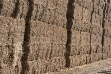 harvest of hay for cattle in bales storage