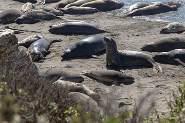 Elephant seals basking in the sun on a California beach