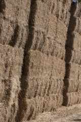 harvest of hay for cattle in bales storage