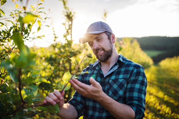 A mature farmer working in orchard at sunset. Copy space. © Halfpoint