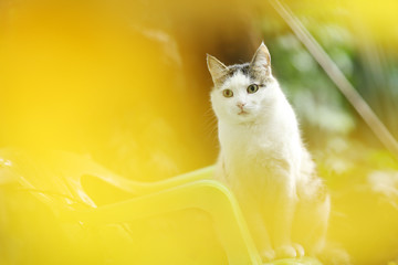 tom country male cat sitting on green garden background
