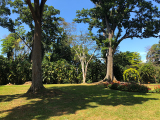 Very old trees in Royal Botanic King Gardens, Kandy ,Sri Lanka.