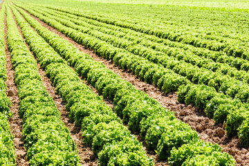 Rows of green oak leaf lettuce grown in open field under a bright sunshine in the suburbs of Paris, France.