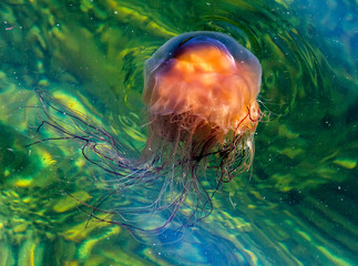 Lion's Mane jellyfish in the waters of Bonne Bay, Newfoundland