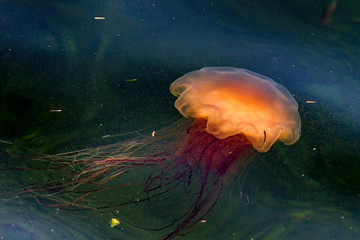 Lion's Mane jellyfish in the waters of Bonne Bay, Newfoundland