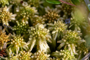 Natural background of the natural environment. Vegetation taken during the day. A simple collection of plants in the frame.