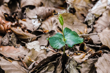 Faggio (Fagus sylvatica), giovane piantina tra le foglie