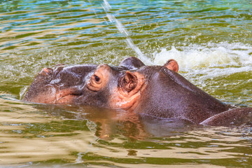 Fototapeta premium Common hippopotamus (Hippopotamus amphibius) or hippo in water