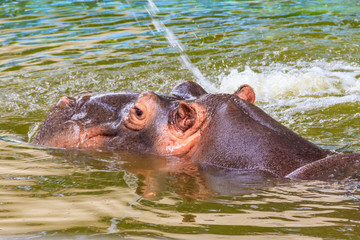 Common hippopotamus (Hippopotamus amphibius) or hippo in water