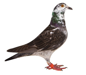 full body of grizt color speed racing pigeon bird isolate white background