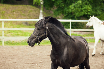 Fototapeta premium Black horse, head of black horse, close up