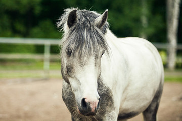 Obraz premium Portrait of white pony (horse), close up
