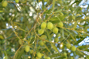 Organic green olives on a olive tree with selective focus and green leaves on background. Ripe olives harvest. Olive plantation. Raw healthy olive fruits on a tree branch. Greece olives. Agriculture 