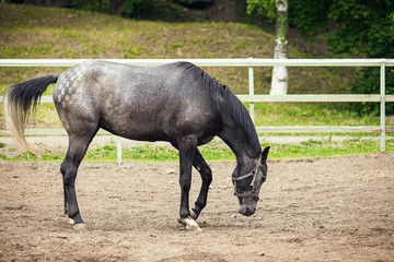 Black horse is grazing