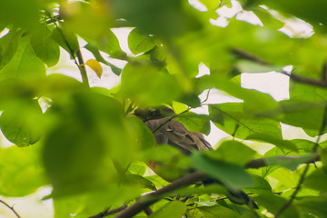 robin in a spicebush with berries