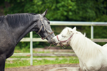 Portrait of black horse and white pony