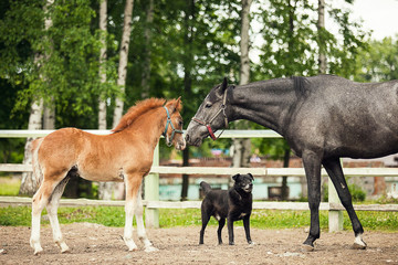 Black horse and brown foal, opposite one another, close up