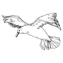 Sky bird seagull in a wildlife. Black and white engraved ink art. Isolated gull illustration element.