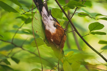 robin in a spicebush with berries