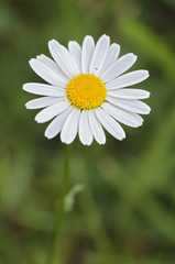 daisy in green grass with bokeh background