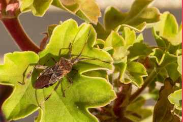 Agricultural pest forest American bug sitting on a leaf of a plant. Insect pests, life-threatening bugs