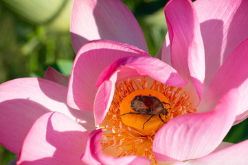 bug bronze on a lotus