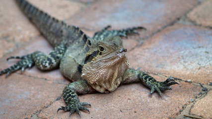 Closeup of a cute lizard on a sidewalk in Australia.
