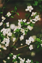 flowers of apple tree