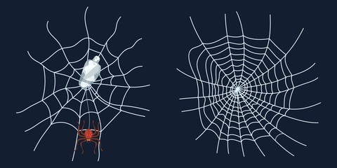 spider web spider and prey crawls insect new