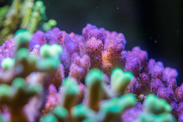 Close up coral reef in aquarium