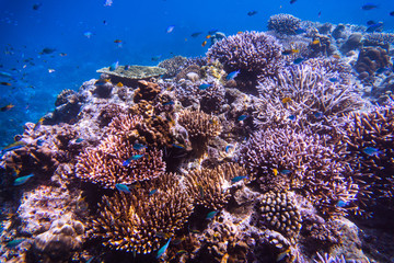 beautiful under water coral reef with tropical fish at Mu Ko Surin National park , Thailand 