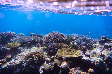 beautiful under water coral reef with tropical fish at Mu Ko Surin National park , Thailand 