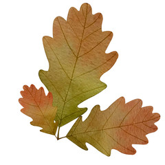 Autumn oak leaves isolated on white background. Watercolor drawing
