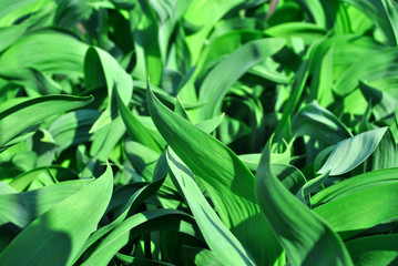 Bright green growing iris leaves close up, natural organic background top view