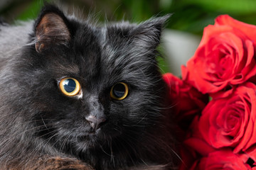 Black fluffy cat with yellow eyes lies on a background of red roses.
