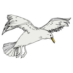 Sky bird seagull in a wildlife. Black and white engraved ink art. Isolated gull illustration element.